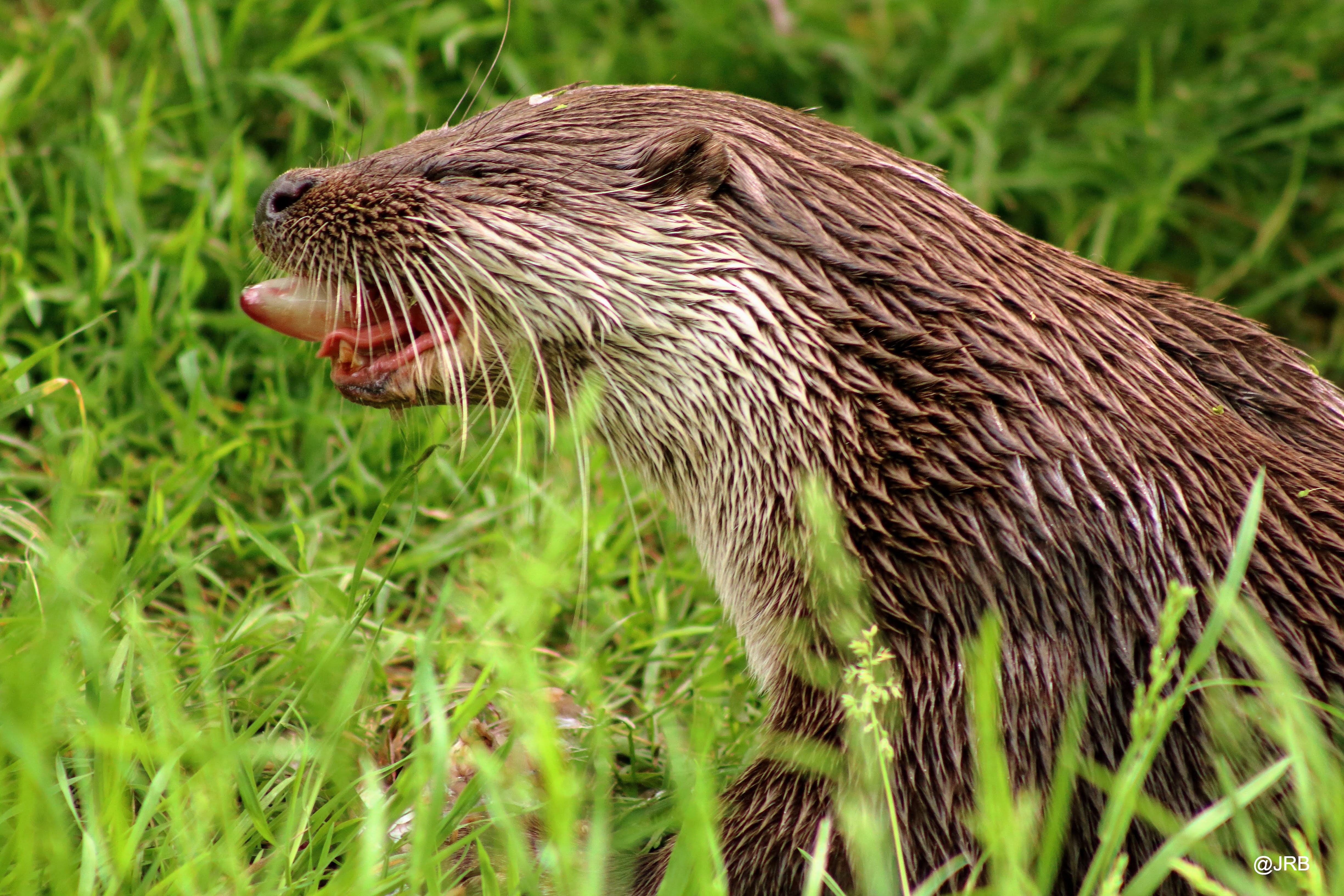 Otter