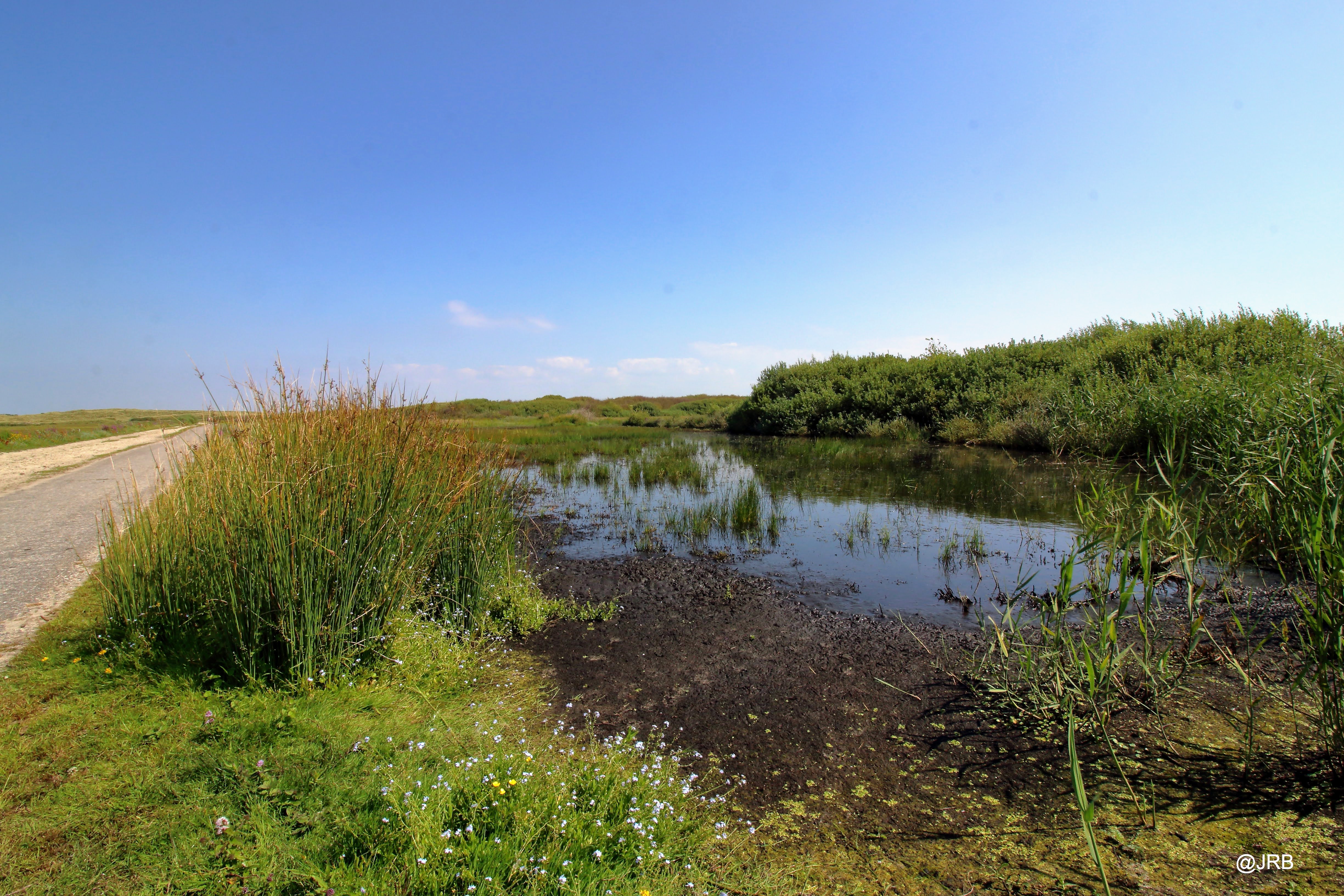 Duinen